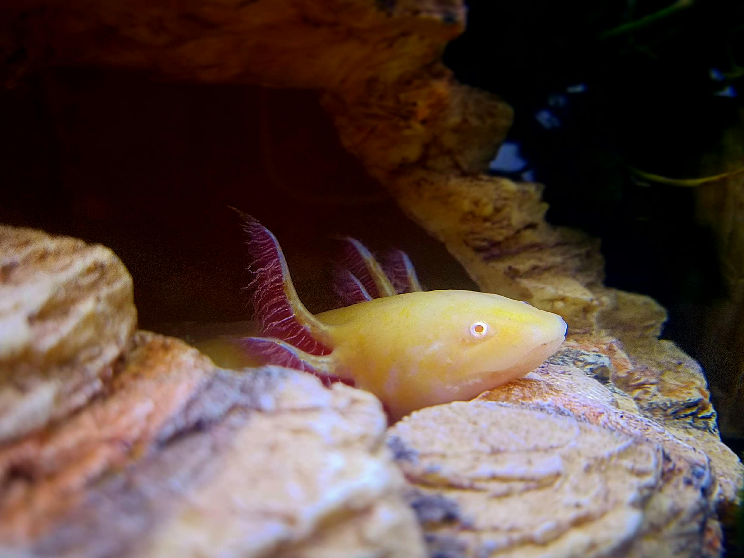 Ajolote Albino